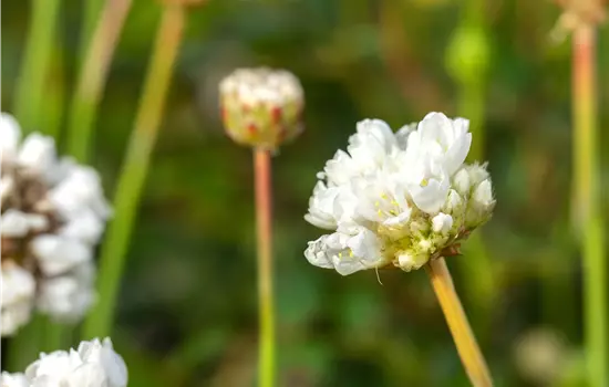Armeria pseudarmeira 'Ballerina White' 