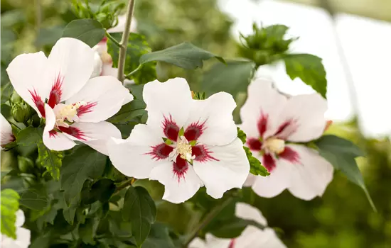 Hibiscus syriacus 'Hamabo' 