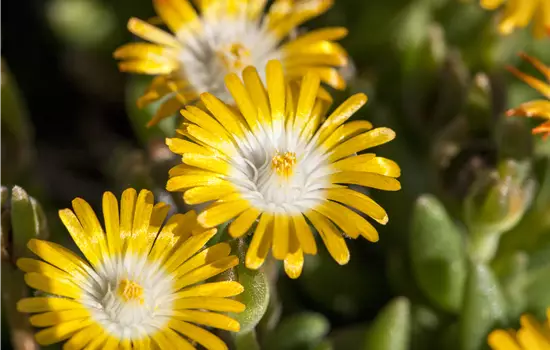 Delosperma congestum 'Golden Nugget' 