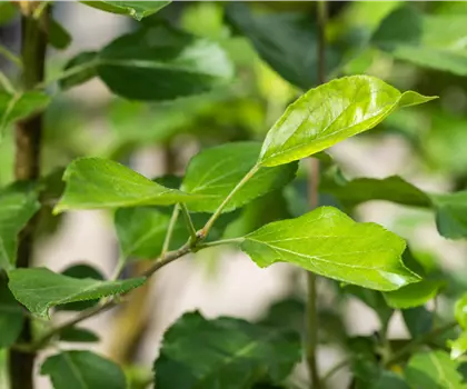 Malus domestica 'Ariwa' 