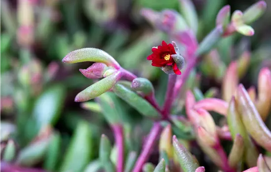 Delosperma Hybride 'Desert Dancer Red' 