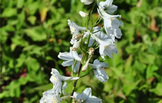 Delphinium x belladonna 'Moerheimii' 