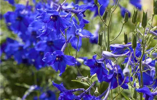 Delphinium x belladonna 'Völkerfrieden'