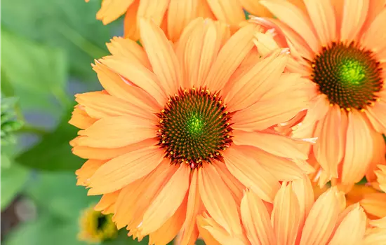 Echinacea purpurea 'SunSeekers Mineola' 