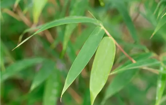 Fargesia species 'Malachite Monkeys' 