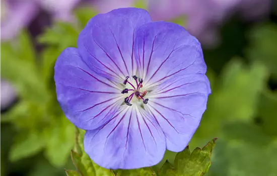 Geranium wallichianum 'Azure Rush' 