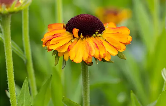 Helenium autumnale 'Short 'n Sassy' 