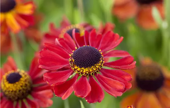 Helenium x cultorum 'Kupferzwerg' 