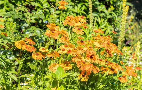 Helenium x cultorum 'Rauchtopas' 