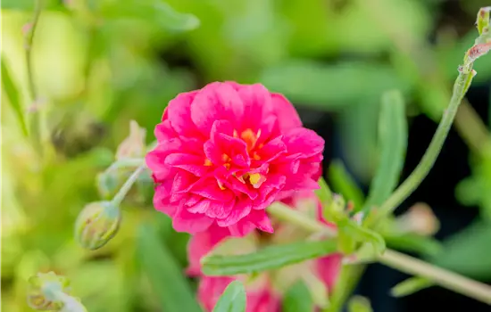Helianthemum x cultorum 'Cerise Queen' 