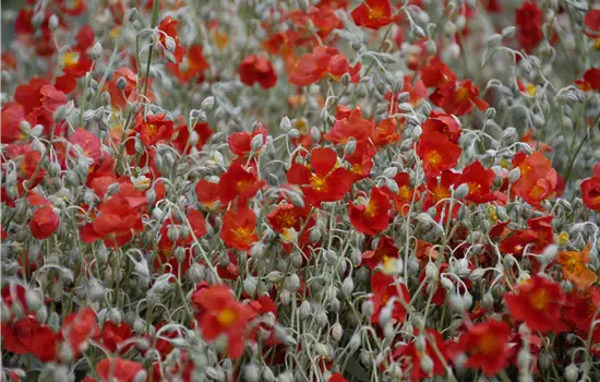 Helianthemum x cultorum 'Henfield Brilliant' 