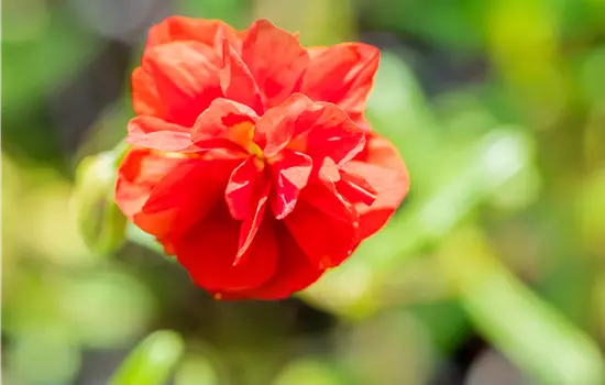 Helianthemum x cultorum 'Rubin' 