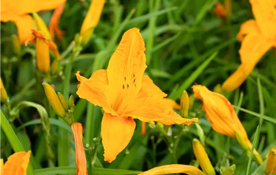 Hemerocallis x cultorum 'Burning Daylight' 