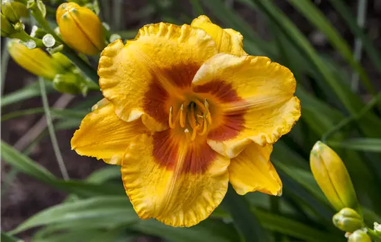 Hemerocallis x cultorum 'Fooled Me' 