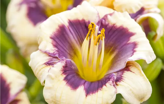 Hemerocallis x cultorum 'Moonlit Masquerade' 