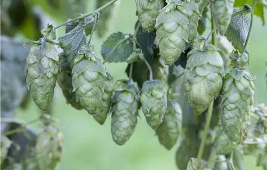 Humulus lupulus 'Nordbrau' 