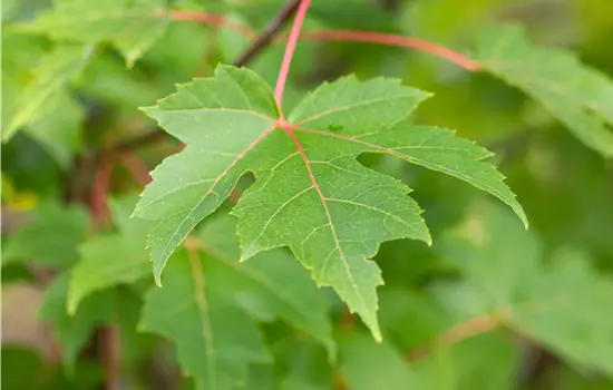 Acer rubrum 'Autumn Blaze' 