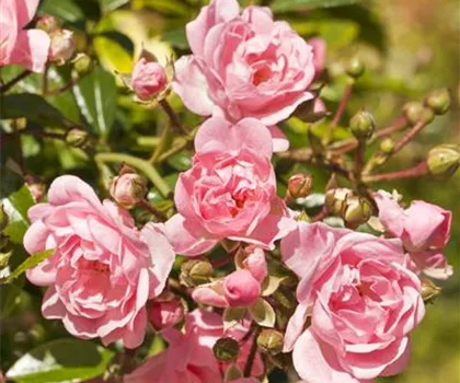 Rosa 'The Fairy'  Rosa 'The Fairy'