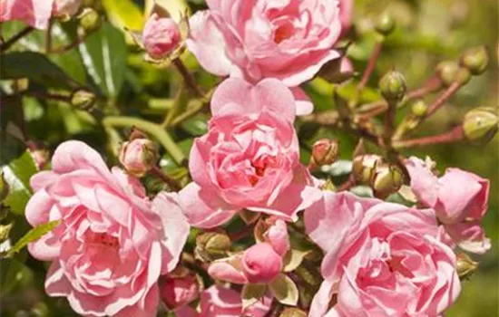 Rosa 'The Fairy'  Rosa 'The Fairy'