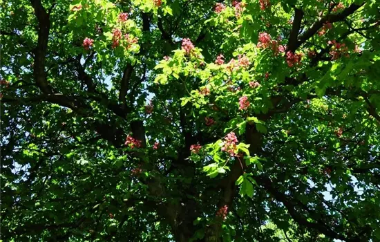 Aesculus carnea 'Briotii' 