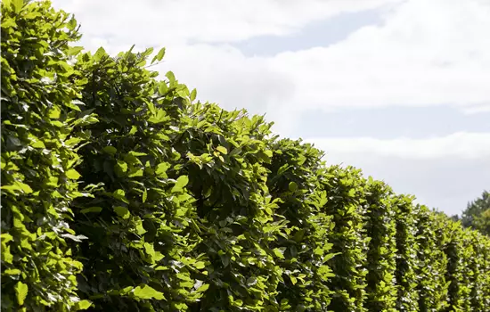 Carpinus betulus 'Frans Fontaine' 