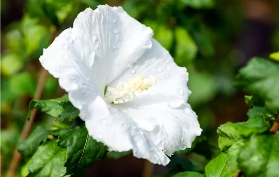Hibiscus syriacus 'Diana' 