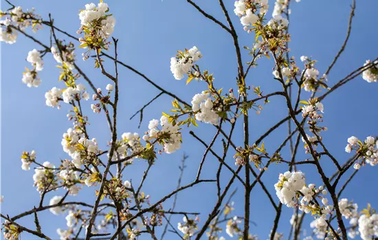 Prunus avium 'Plena'