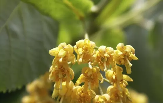 Tilia cordata 