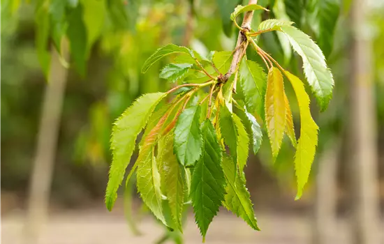 Prunus serrulata 'Kiku-shidare-Zakura' 