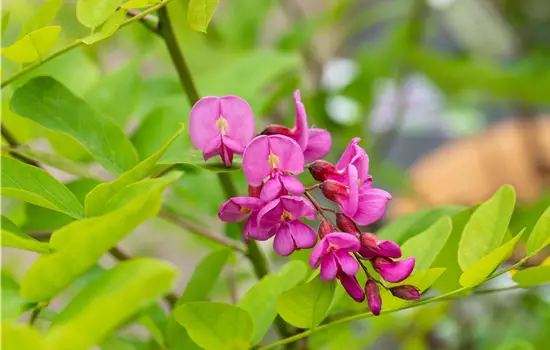 Robinia margaretta 'Casque Rouge' 