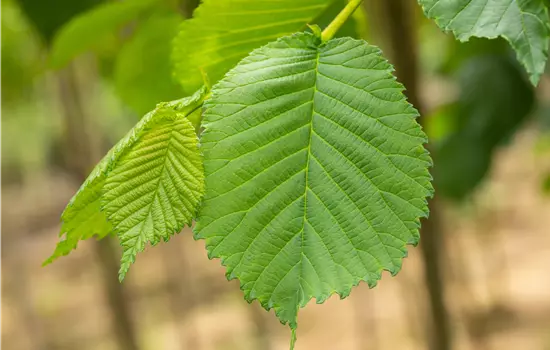 Ulmus glabra 'Camperdownii' 
