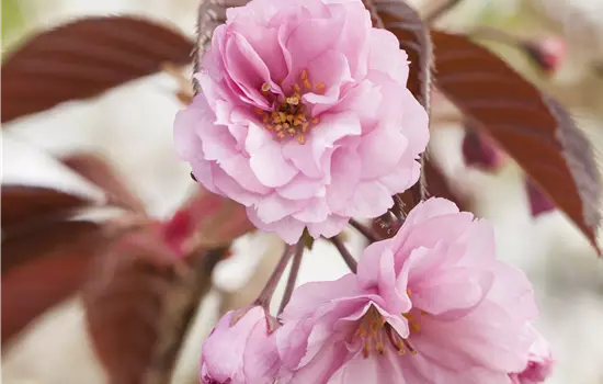 Prunus serrulata 'Royal Burgundy' 