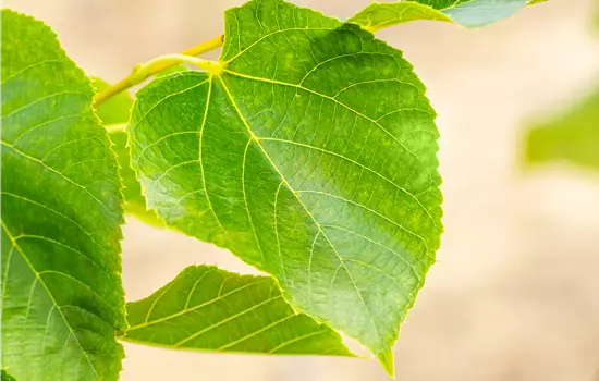 Tilia europaea 'Euchlora' 
