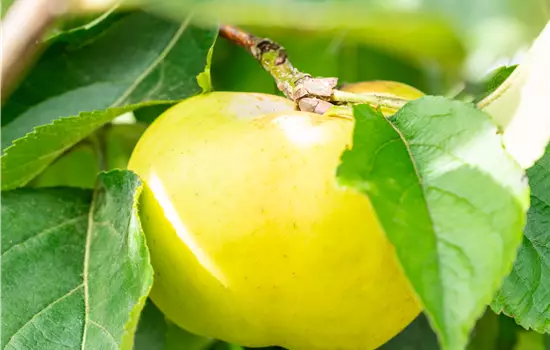 Malus domestica 'Kanadarenette' 