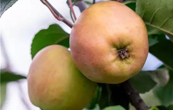 Malus domestica 'Schafsnase' 