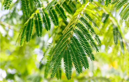 Albizia julibrissin 'Ombrella'