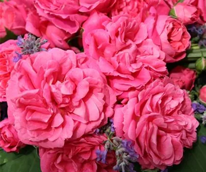 Rosa 'Moin Moin' 