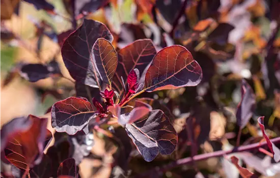 Cotinus coggygria 'Dusky Maiden' 
