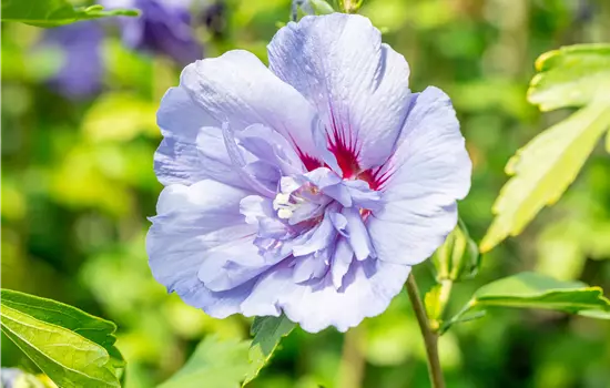 Hibiscus syriacus 'Blue Chiffon'