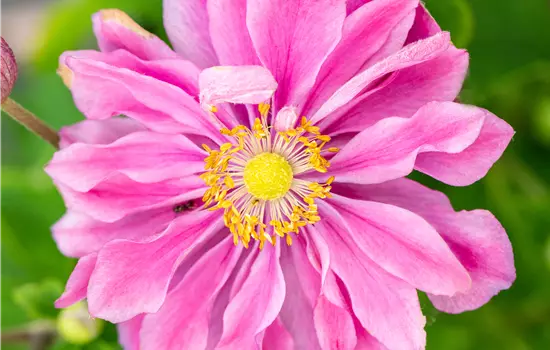 Anemone hupehensis 'Pamina' 