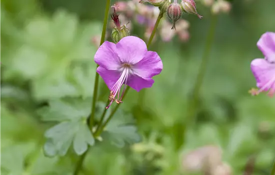 Geranium x cantabrigiense 'Karmina' 
