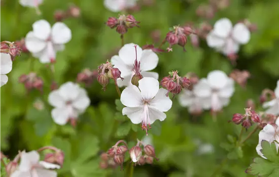 Geranium x cantabrigiense 'Saint Ola' 