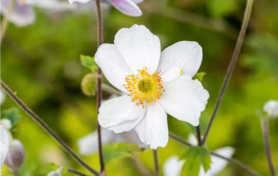 Anemone japonica 'Whirlwind' 