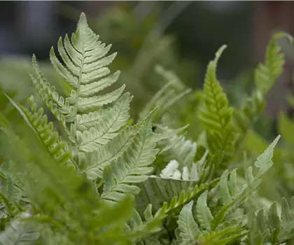 Dryopteris erythrosora 
