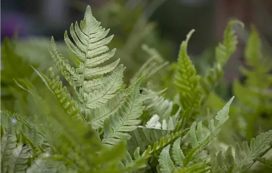 Dryopteris erythrosora 