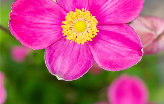 Anemone Hybride 'Fantasy Jasmine' 
