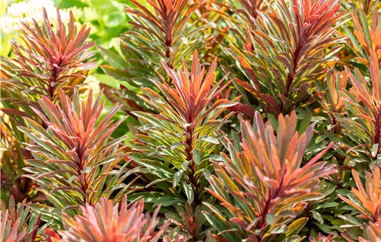 Euphorbia Hybride 'Miners Merlot' 