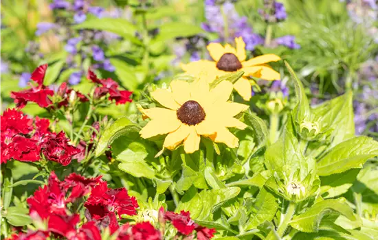 Rudbeckia x hybrida 'SmileyZ Sunbeam' 