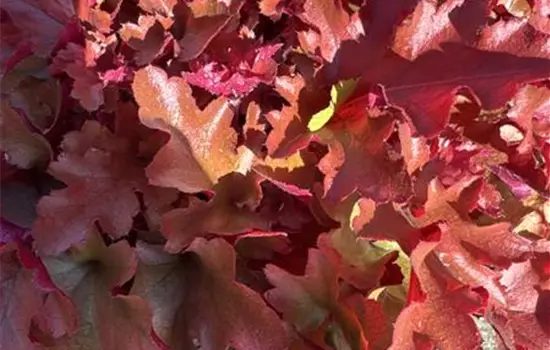 Heuchera micrantha 'Red Fury' 