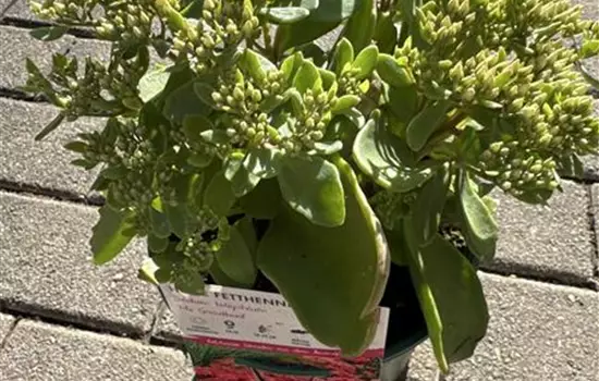 Sedum telephium 'Mr. Goodbud' 
